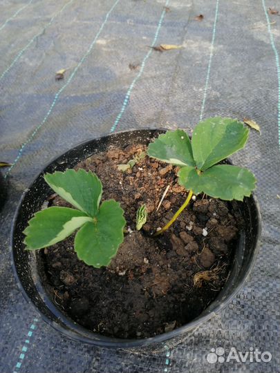 Клубника саженцы гигантелла