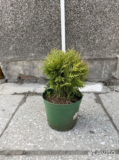 Туя шаровидная даника