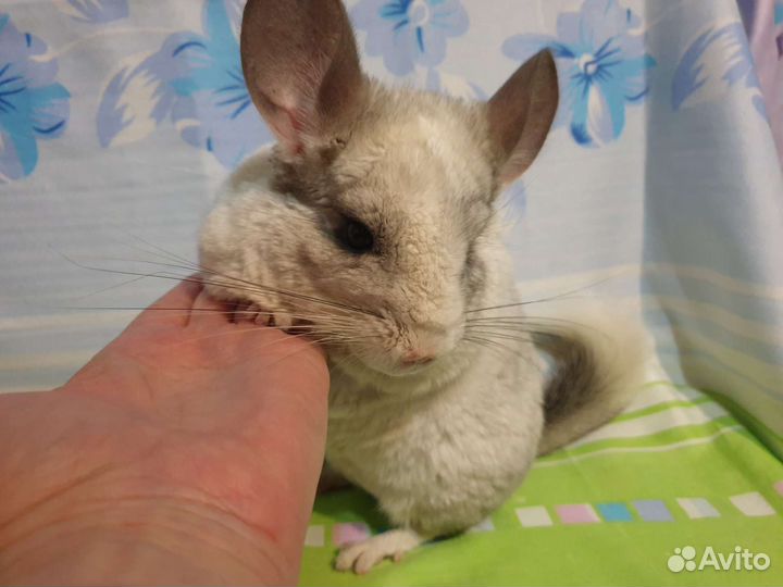 Белые и черные шиншиллы