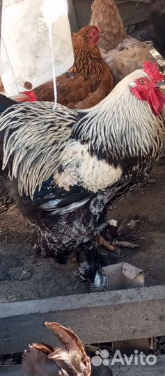 Продаётся петух кохинхин на племя возраст 9 мес