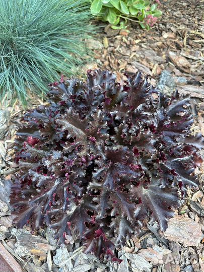 Растения гейхера