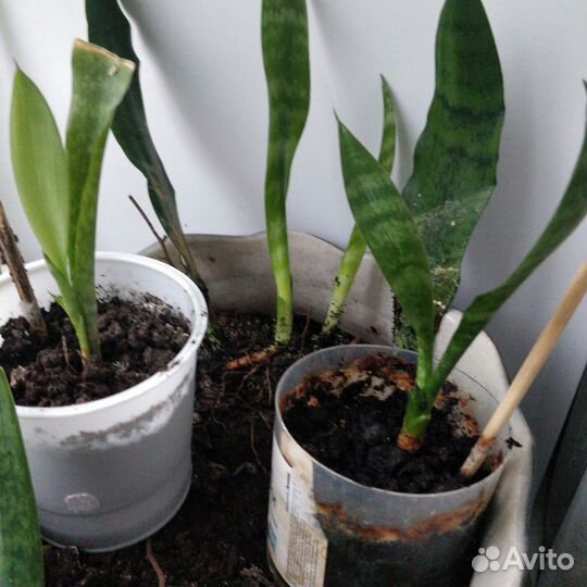 Сансевиерия