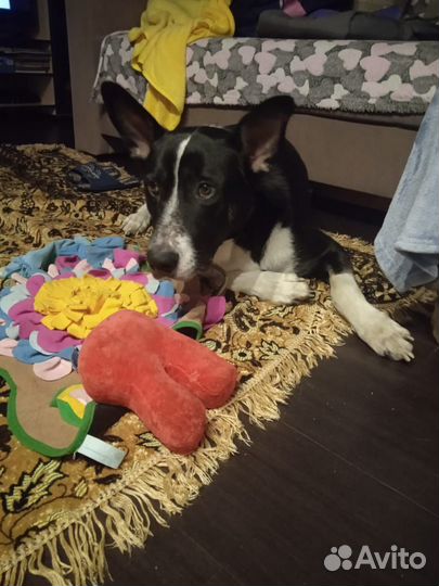 Рэй.Пёс,которому нужна семья