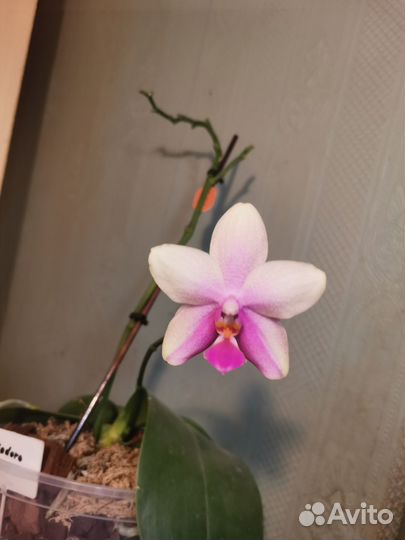Орхидея фаленопсис Лиодоро