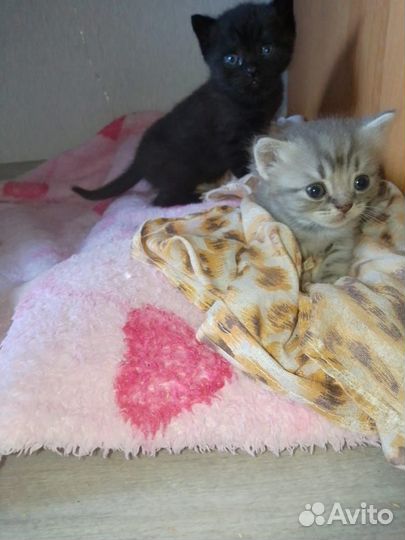 Ждут любимых хозяев