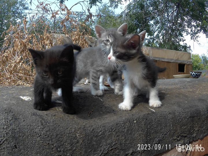 Котята в добрые руки