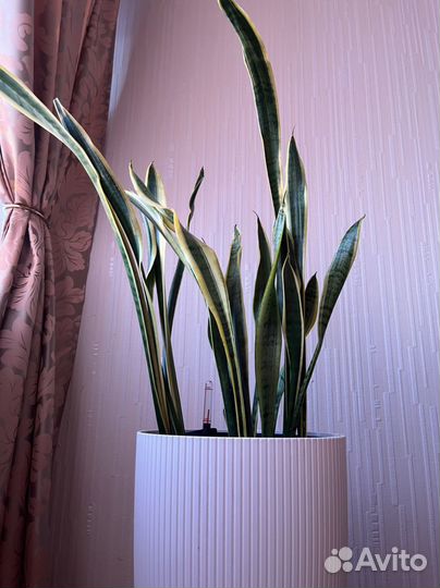 Сансевиерия ханни