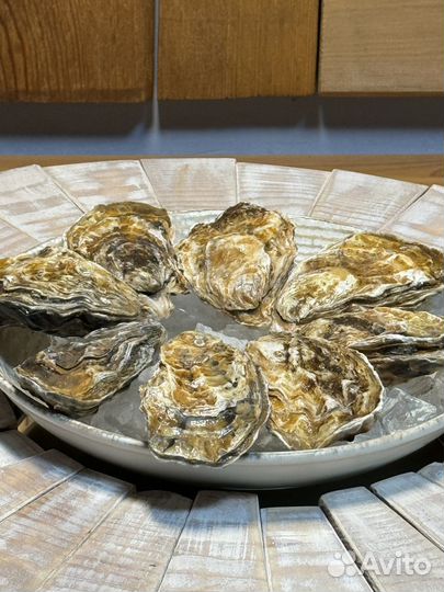 Устрицы Маака НДС