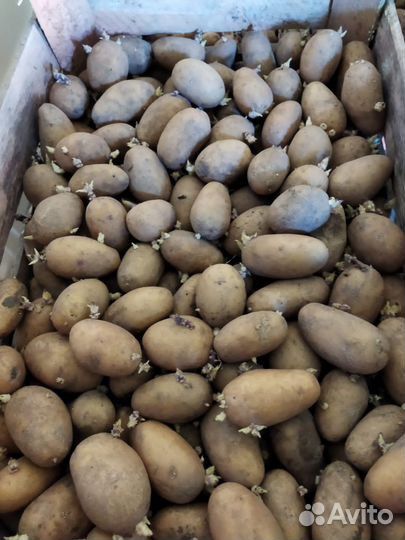 Картофель семена