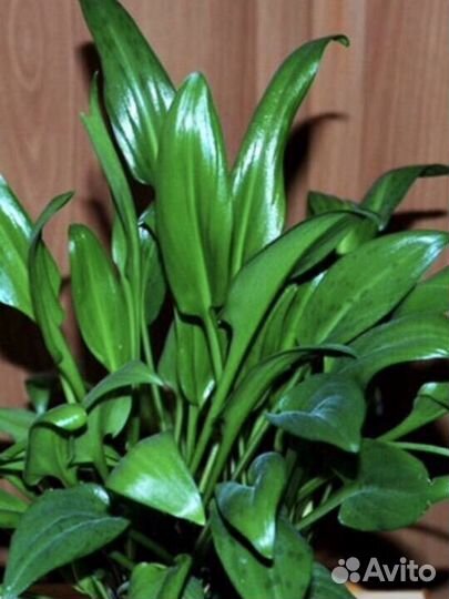 Комнатные растения