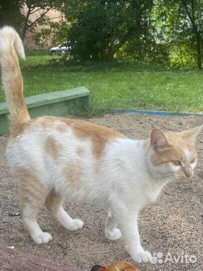 Котята и кошка