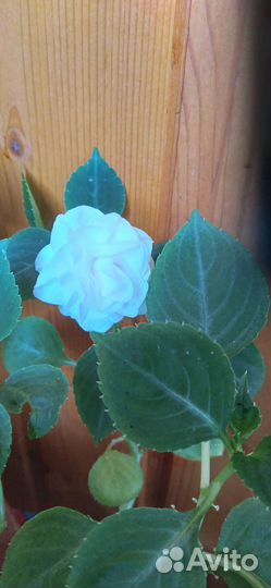 Продам цветы домашние