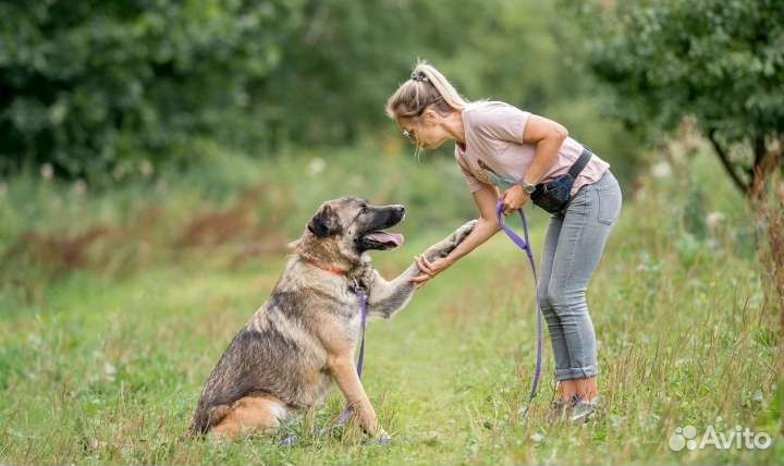 Собака в добрые руки