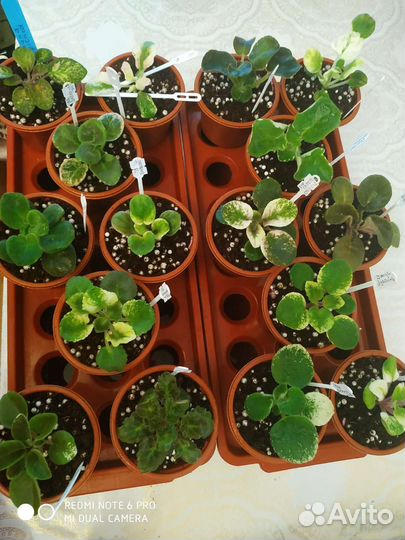 Фиалки детки