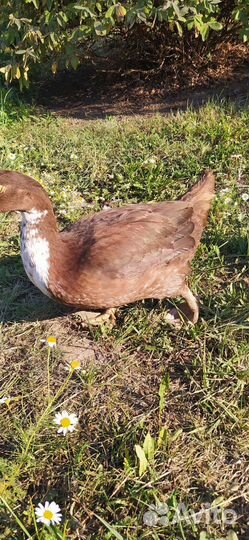 Индоутка мускусная утка