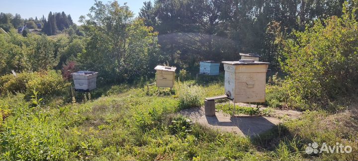 Пчелы и улья