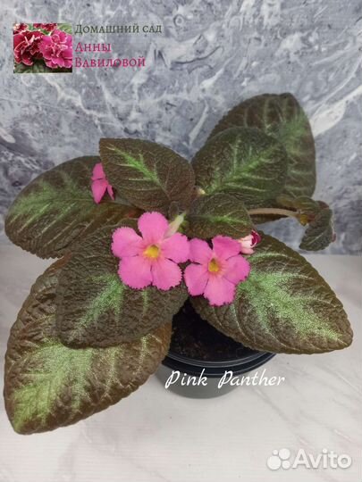 Набор деток эписций почтой