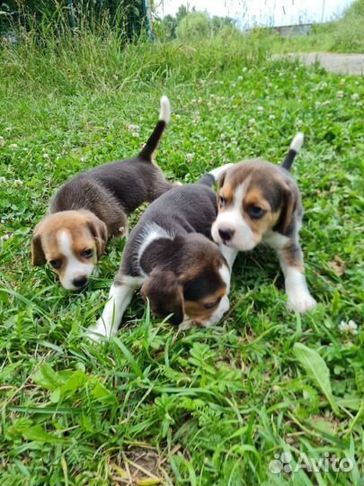 Щенки бигль