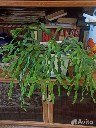 Декабрист шлюмбергера