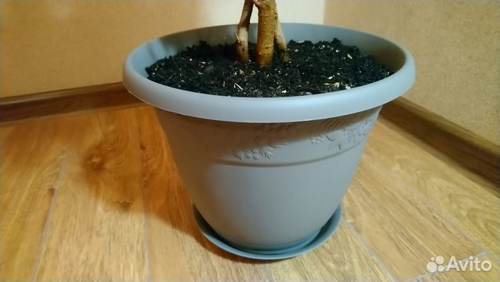 Фикус Бенджамина