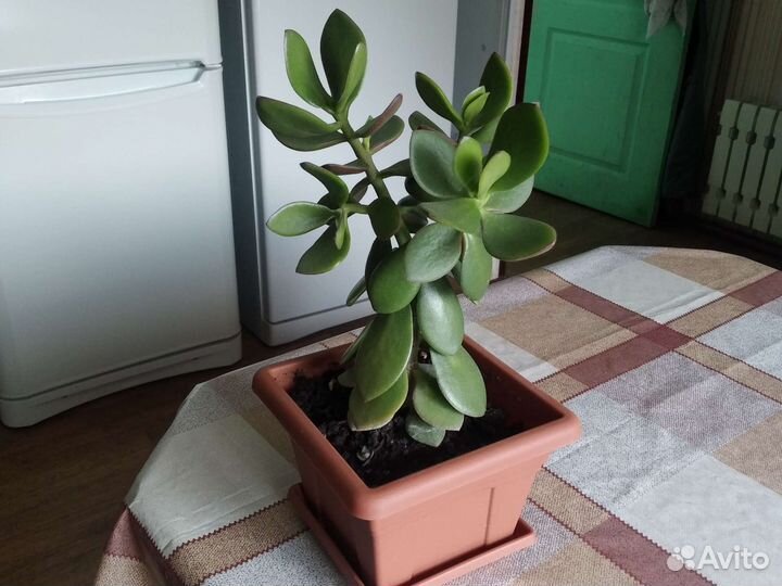 Толстянка денежное дерево