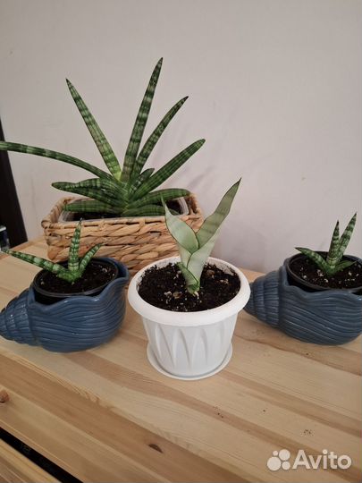 Сансиеверия Бонселенсис, Муншайн