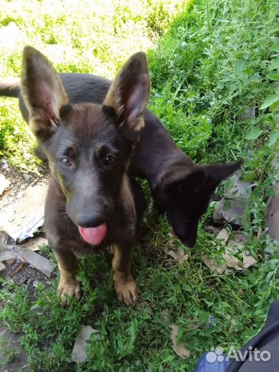 Продам щенка