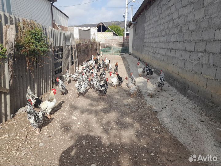 Молодые домашние петушки