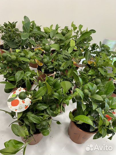 Мандарин лимон