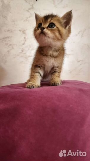 Шотландские