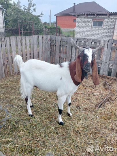 Козел. вязка