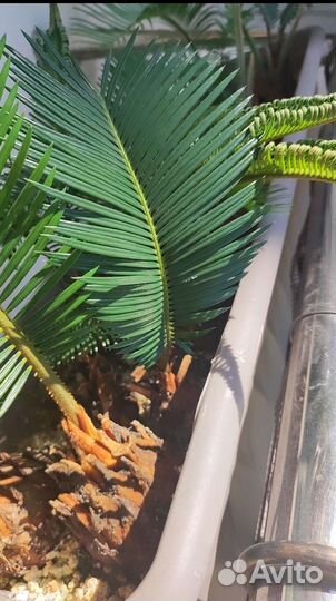 Пальмы цикас