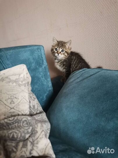 Кошки в добрые руки бесплатно