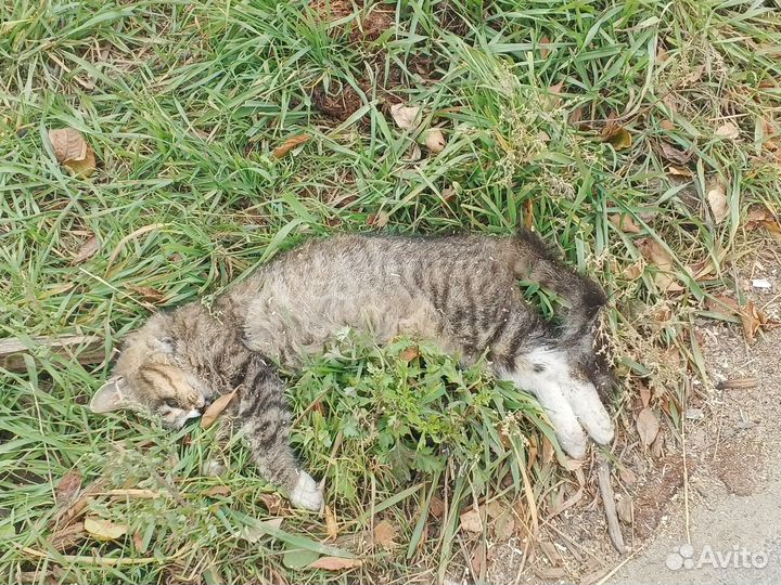 Умерла кошка чья-то красивая