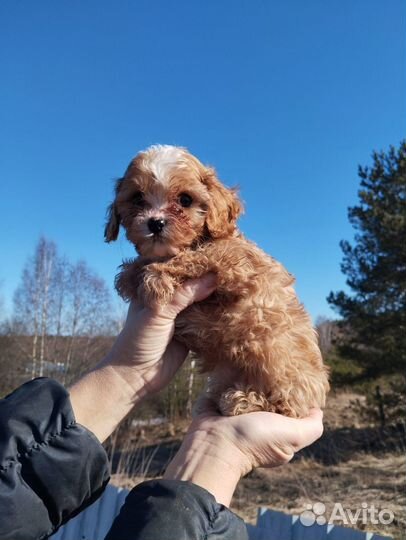 Щенок кавапу девочка