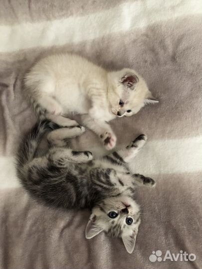 Котята британской серебристой шиншиллы