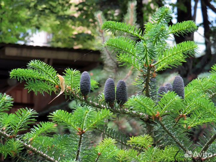 Пихта корейская, П.Фрайзера, П.сахалинская, семена