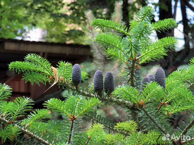 Пихта корейская, П.Фрайзера, П.сахалинская, семена