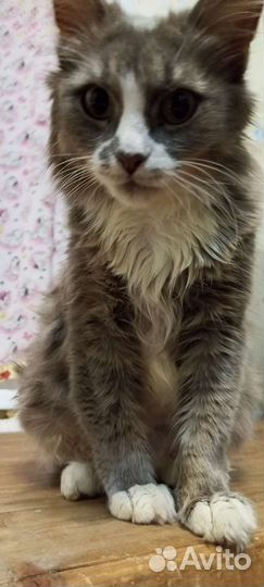 Кошка в дар