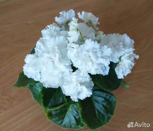 Фиалки листья