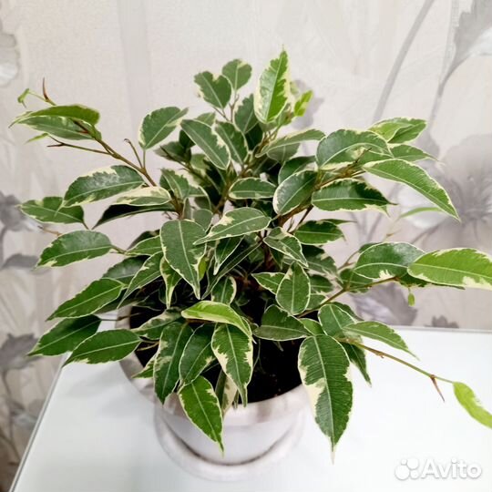 Фикус бенджамина кинки