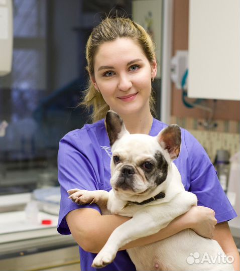 Ветеринарный врач на дом. Ветеринар