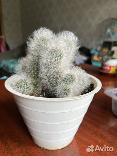 Кактусы и суккуленты