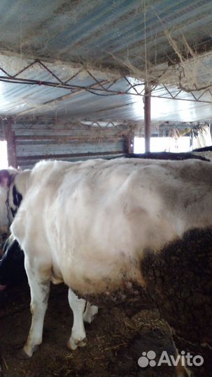 Быки на мясо