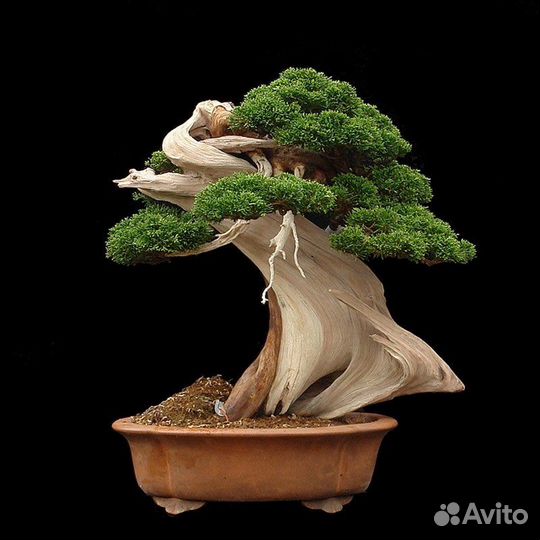 Семена бонсай, большой выбор