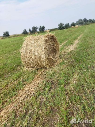 Товары для животных