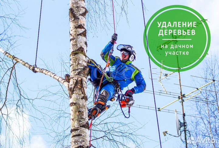 Вырубка, спил и удаление деревьев в Сергиев Посад