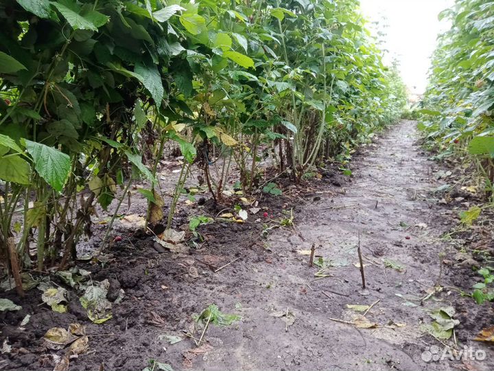 Рассада ремонтантной клубники