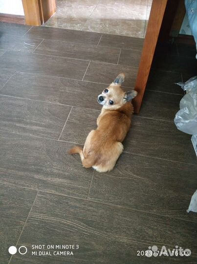 Щенки чихуахуа