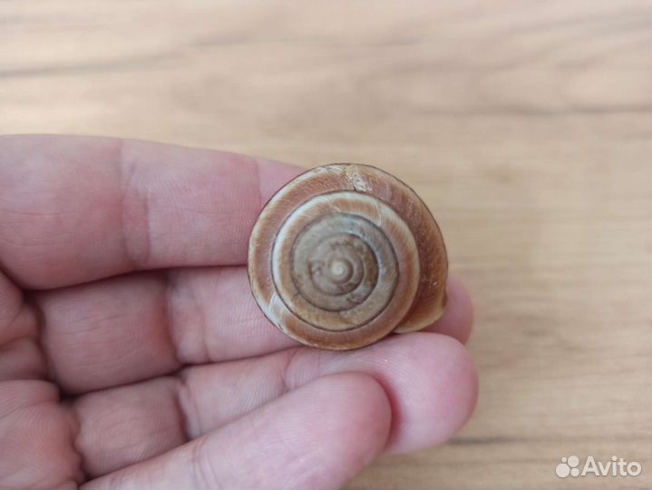 Морская раковина